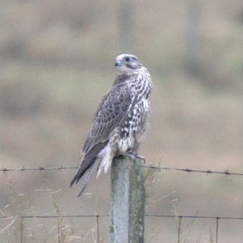 Gyr