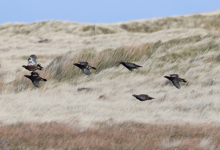Red Grouse