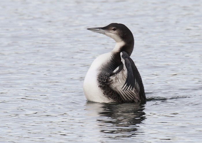 Great Northern Diver