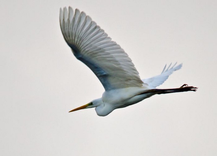 Great White Egret