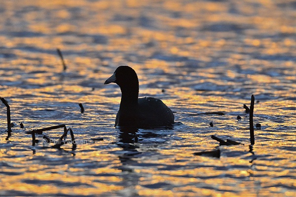 American Coot