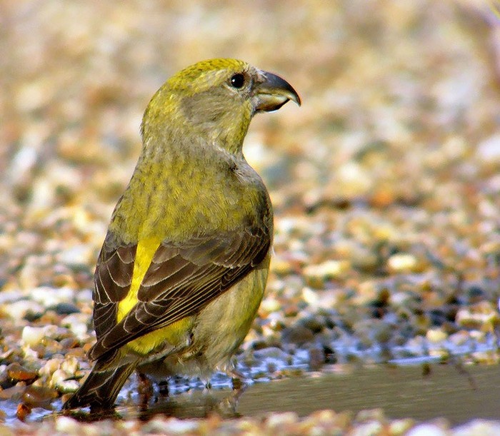 Crossbill