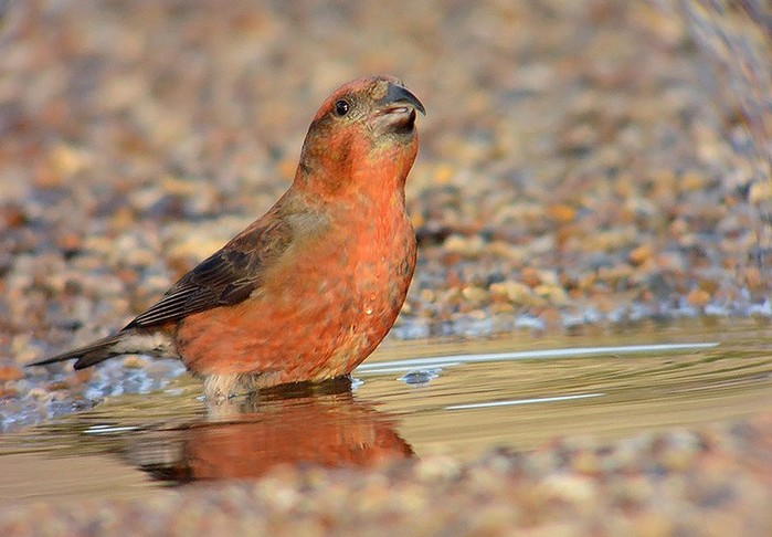 Crossbill