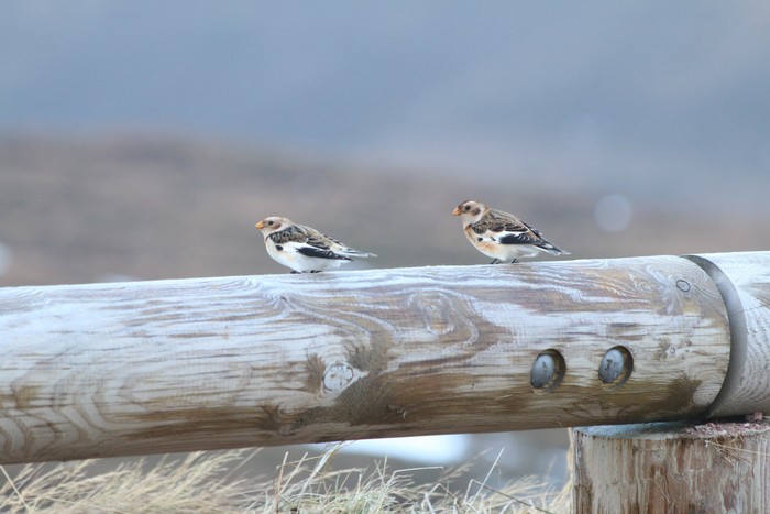 Snow bunting