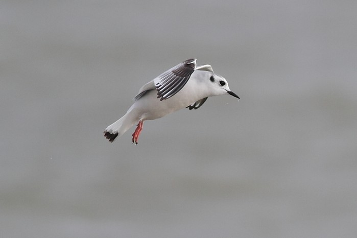 Little Gull