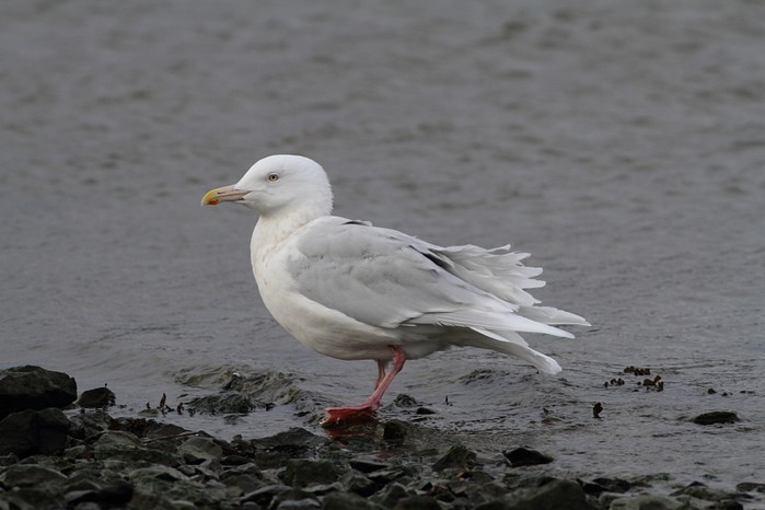 Glaucous Gull
