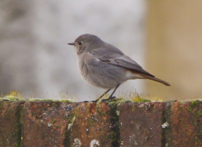 Black Redstart
