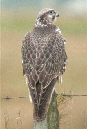 Gyr