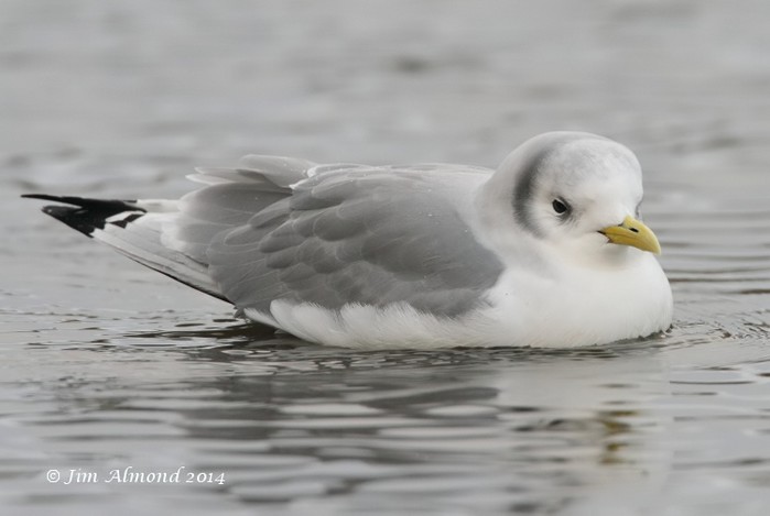 Kittiwake