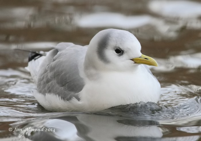 Kittiwake