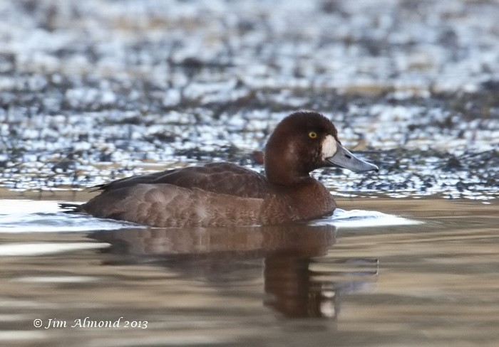 Scaup