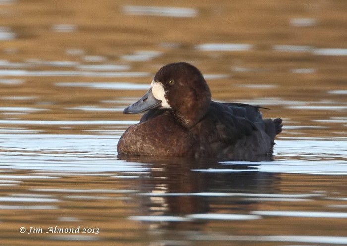 Scaup