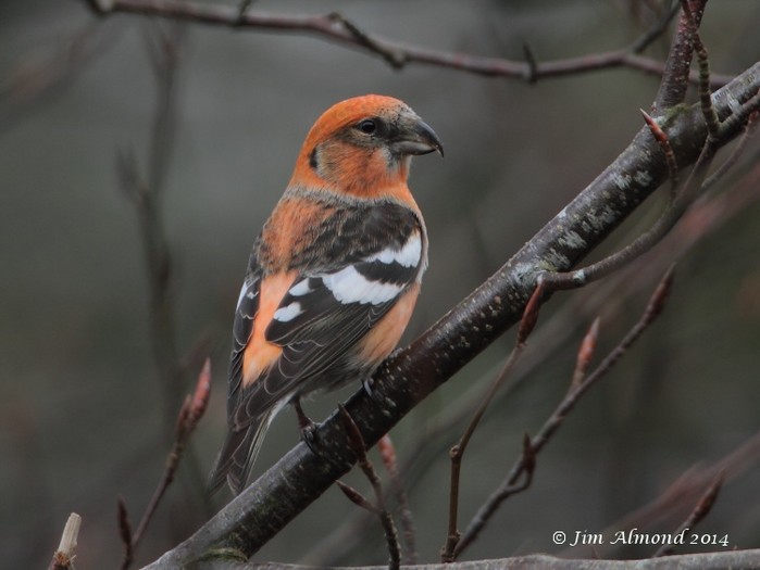 Two-barred Crossbill