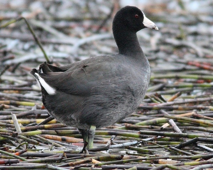 American Coot