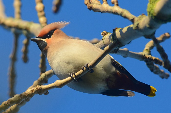Waxwing