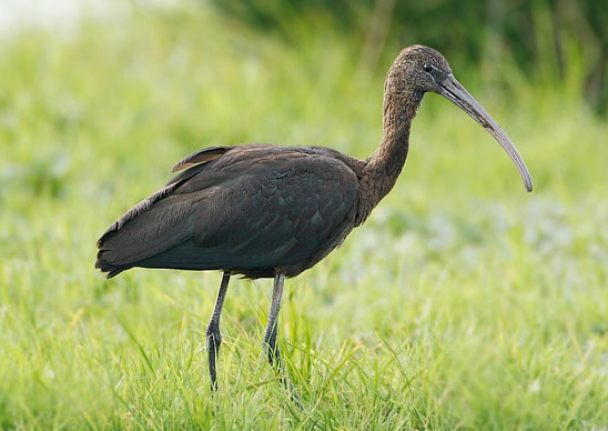 Glossy Ibis