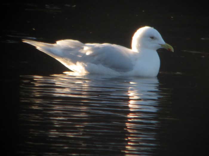 Iceland gull