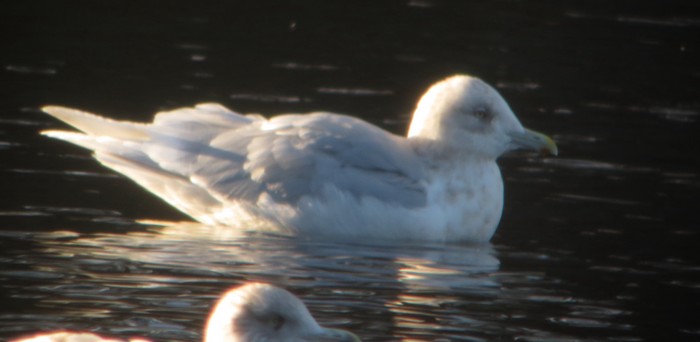 Iceland gull 