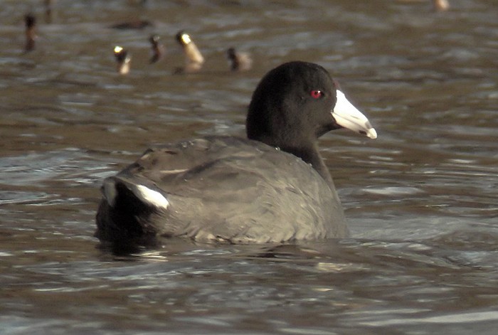 American Coot