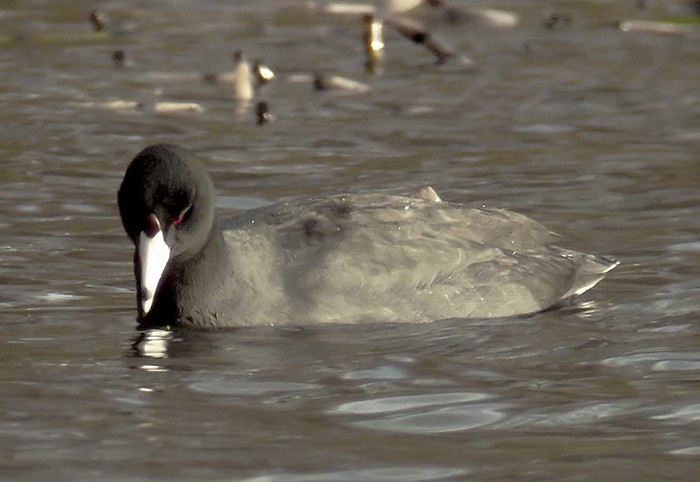 American Coot