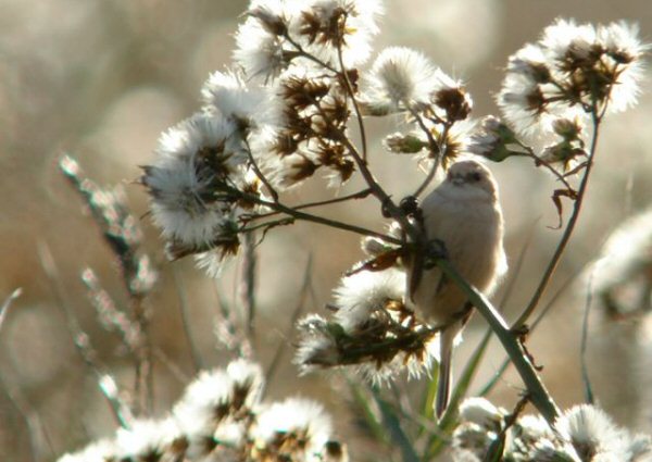 Penduline Tit