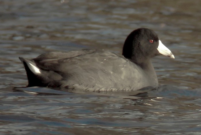 American Coot