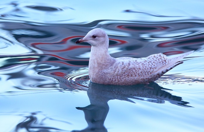 Iceland Gull