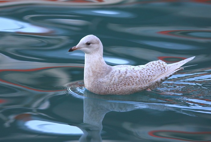 Iceland Gull