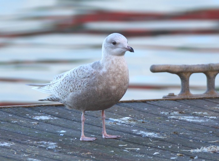 Iceland Gull