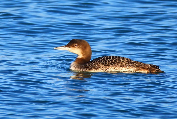 Great Northern Diver