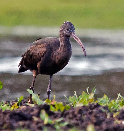 Glossy Ibis