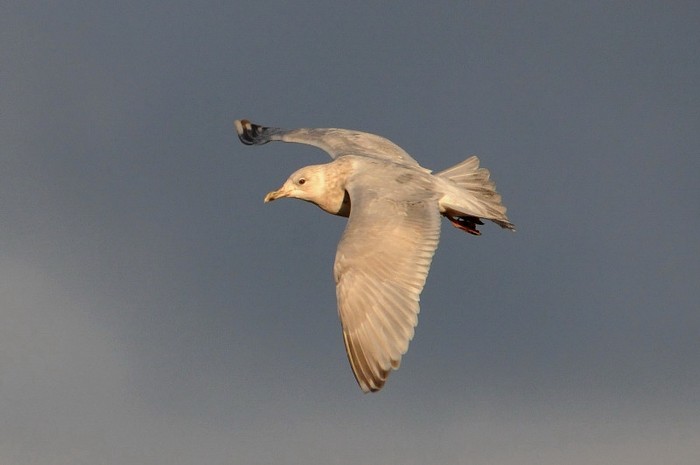Kumlien's Gull