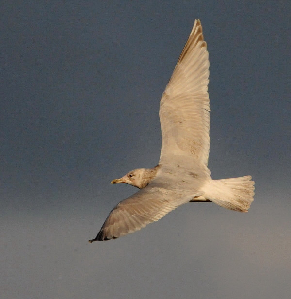 Kumlien's Gull