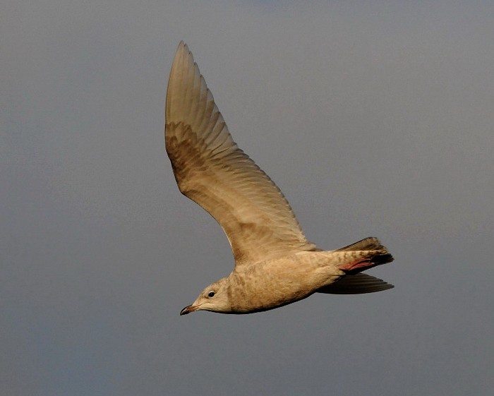 Iceland Gull
