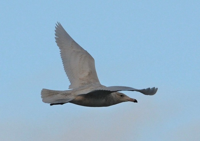 Glaucous Gull