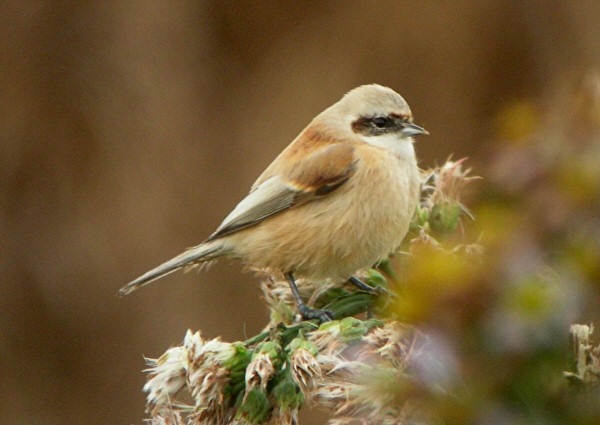 Penduline Tit