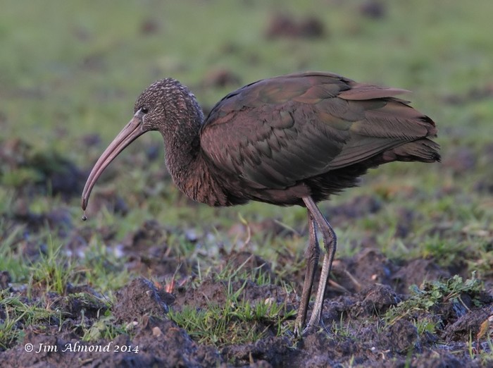Glossy Ibis