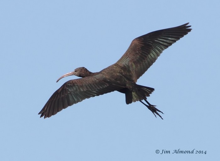 Glossy Ibis
