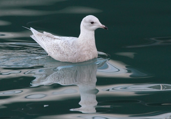 Iceland Gull
