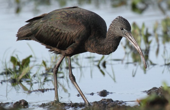 Glossy Ibis