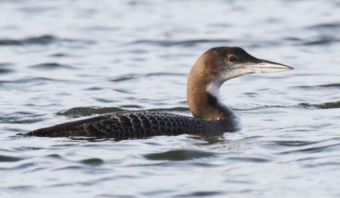 Great Northern Diver