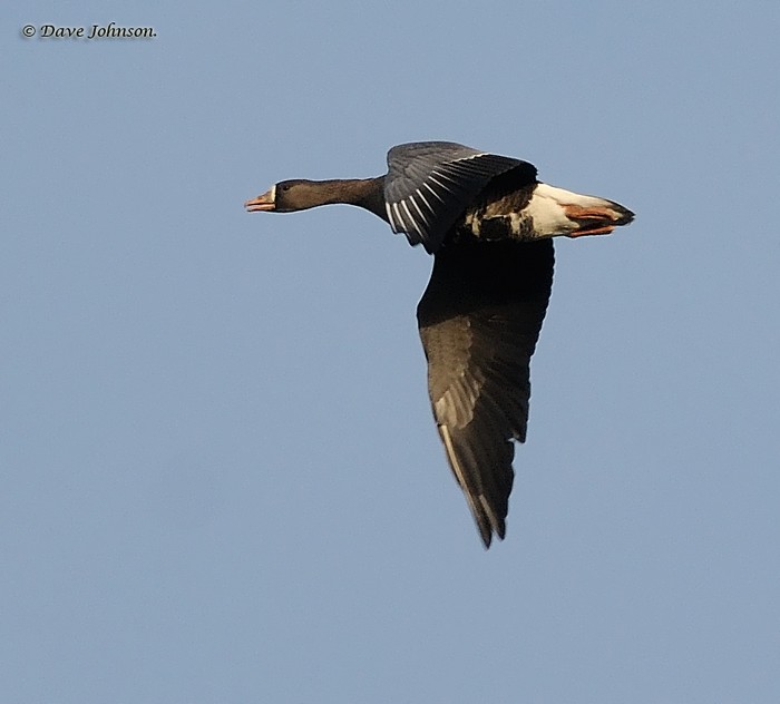 Greenland White-fronted Goose