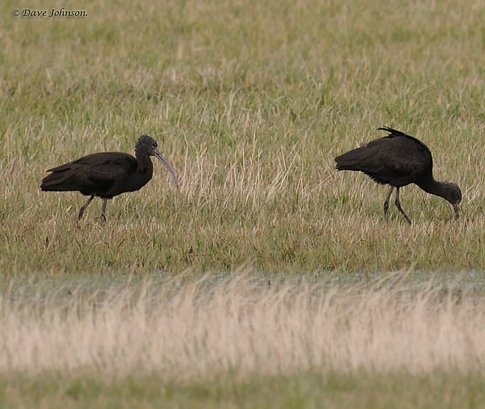 Glossy Ibis
