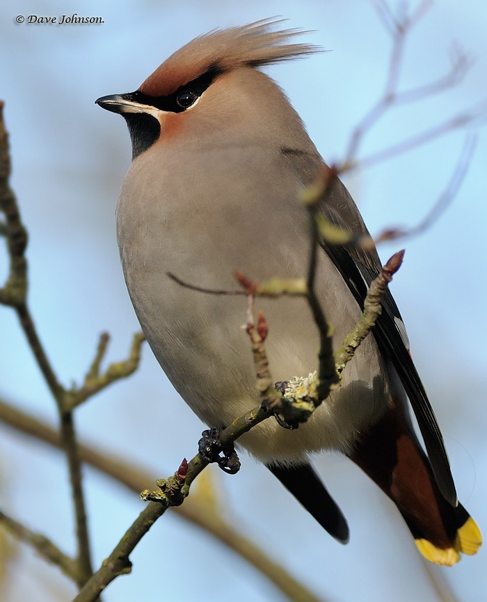 Waxwing