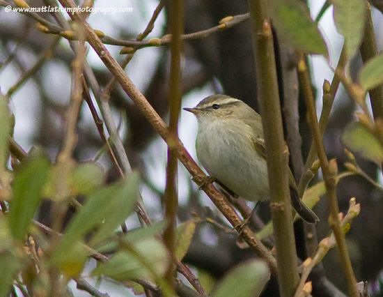 Hume's Yellow-browed Warbler