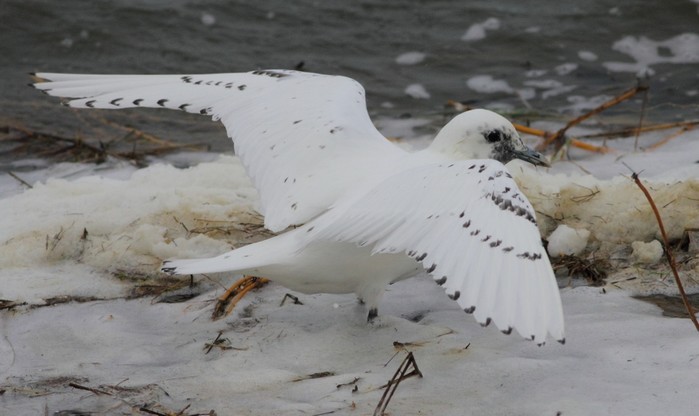 Ivory Gull