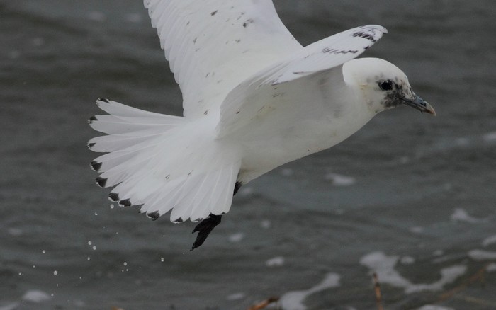 Ivory Gull