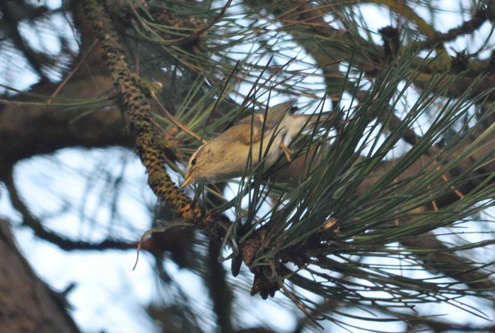 Hume's Yellow-browed Warbler