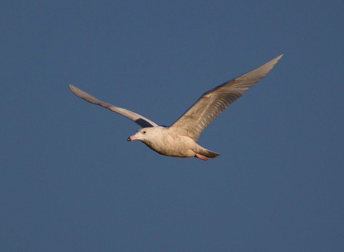 Glaucous Gull