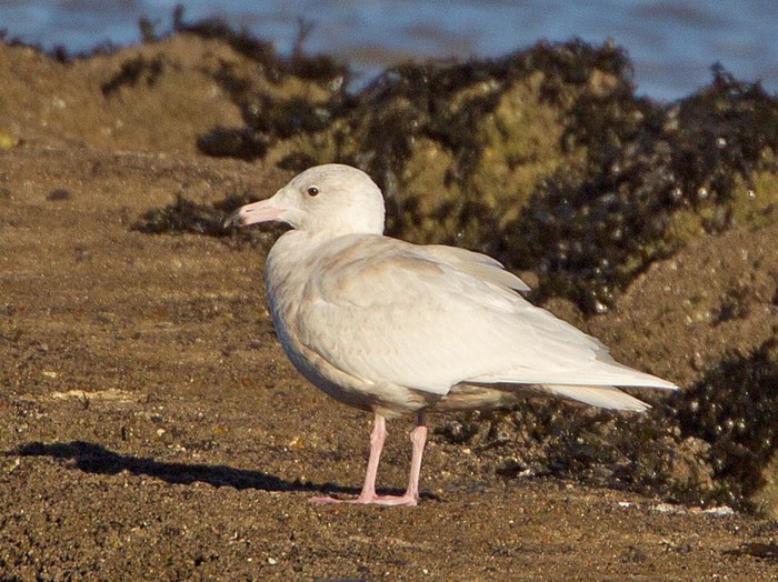 Glaucous Gull